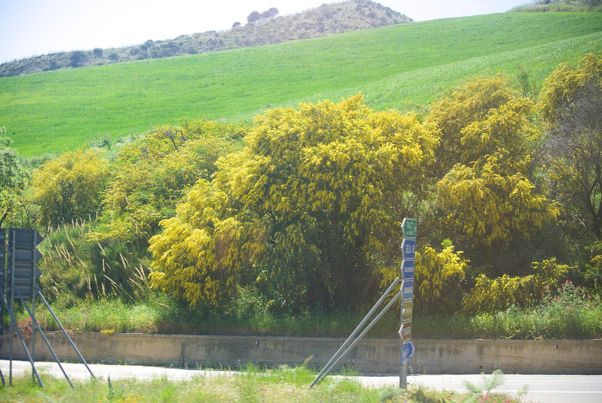 Golden wattle blossom against dark foliage