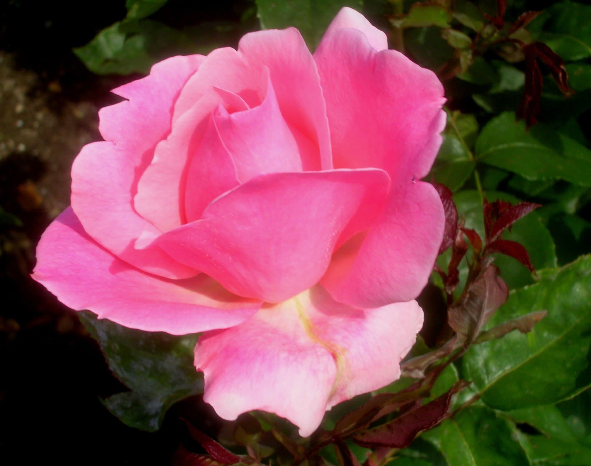 A pale rose in bloom against green leaves