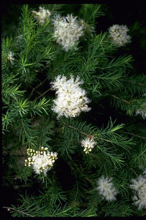 Fine tea-tree foliage, a familiar Australian botanical